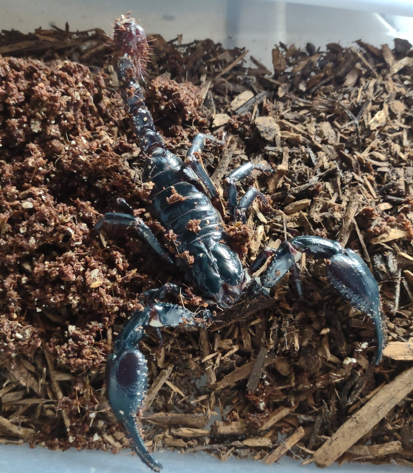 Asian Forest Scorpion