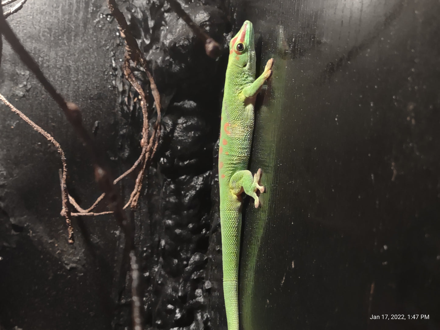 Crimson Giant Day Gecko
