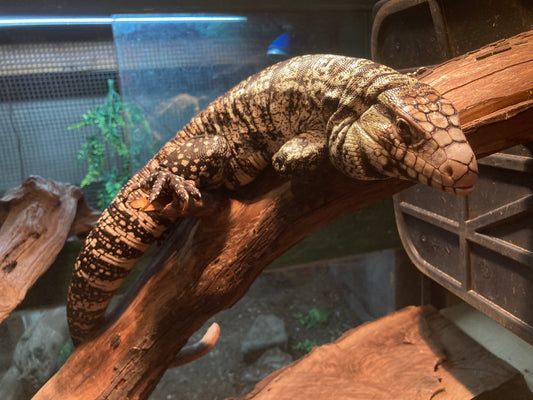 Argentine Black & White Tegu