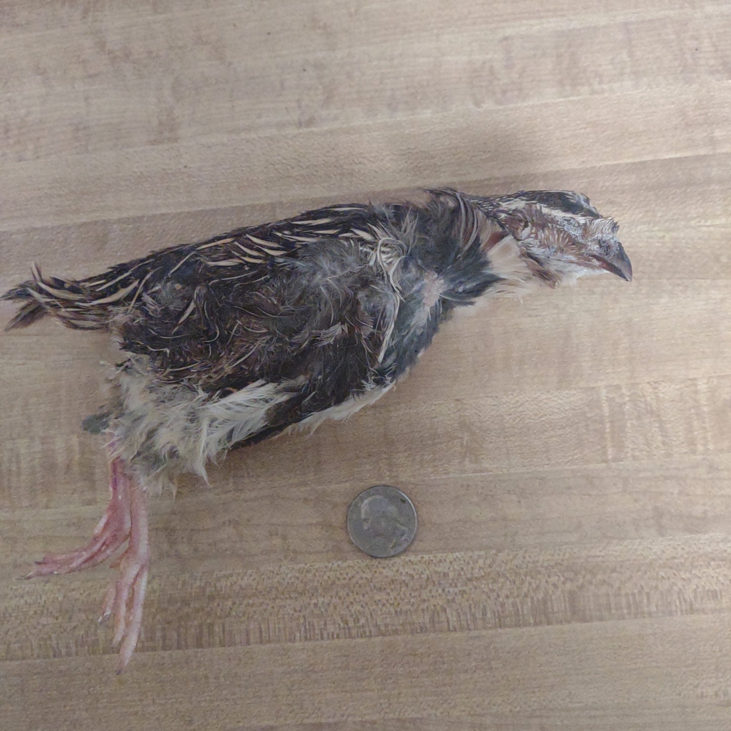 ADULT QUAIL 10PK