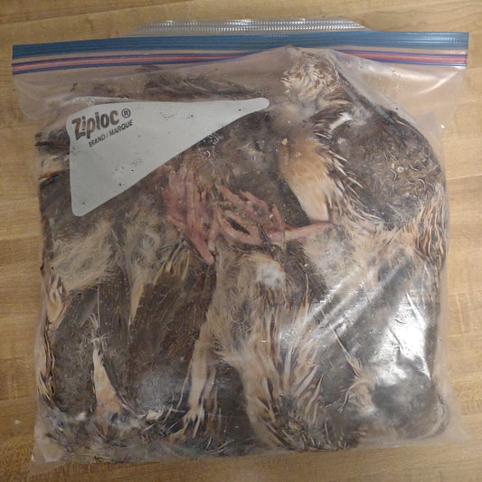 ADULT QUAIL 10PK