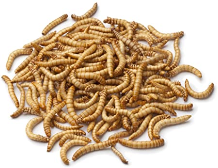 Mealworms (1000 ct)