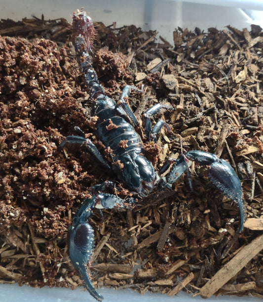 Asian Forest Scorpion