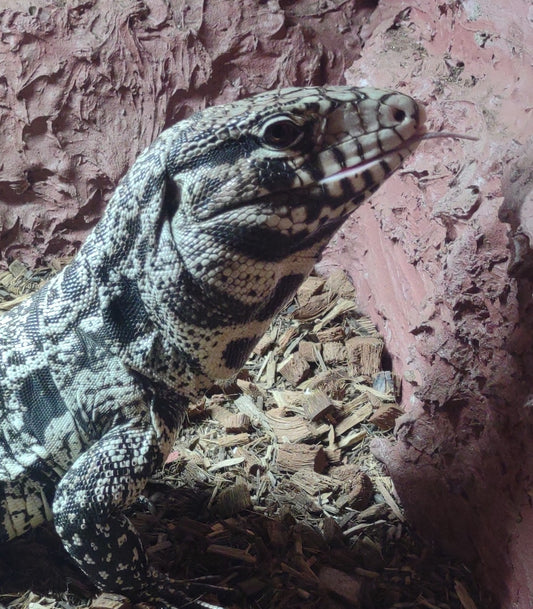 Black & White Argentine Tegu