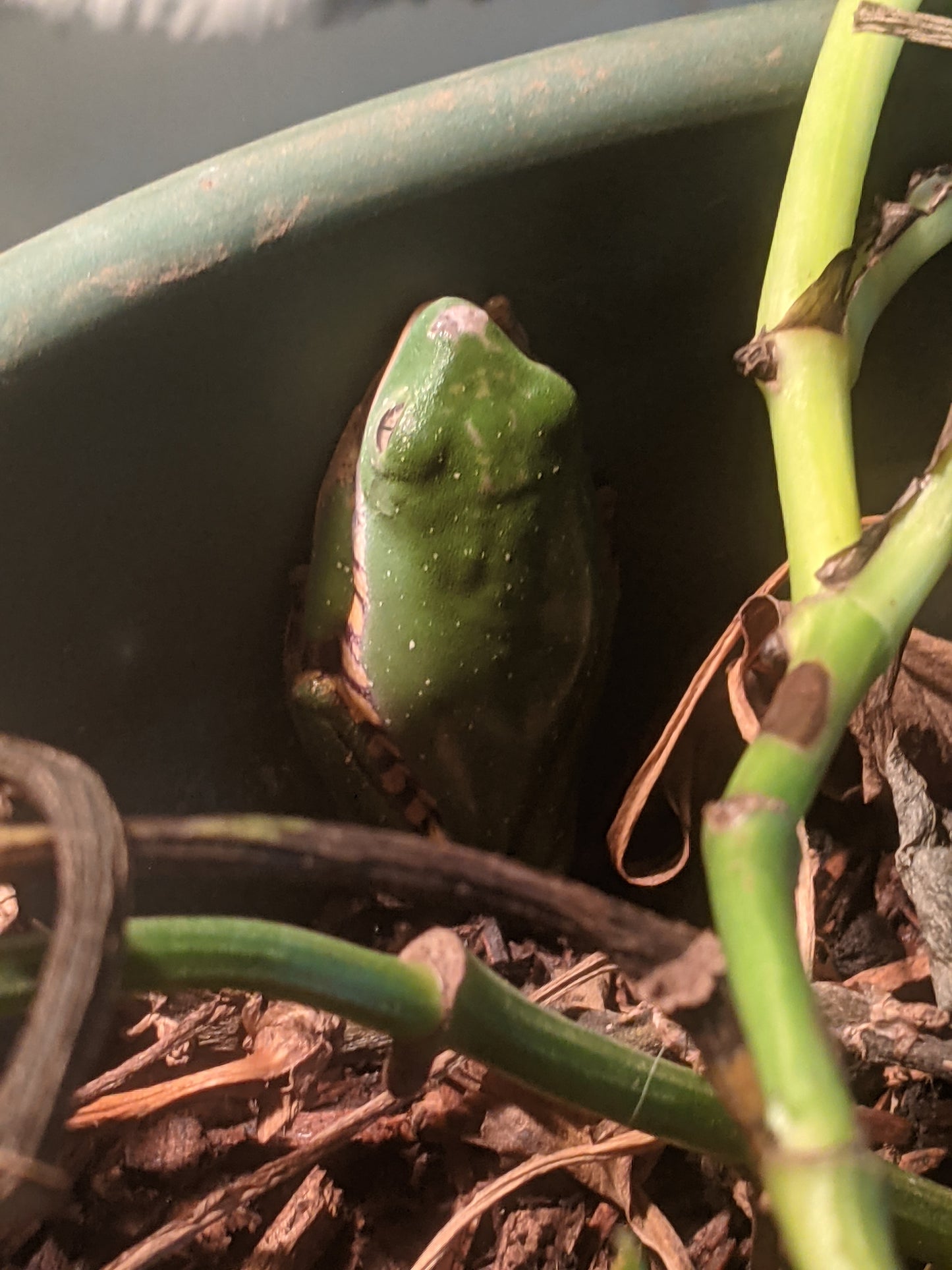 "Super" Tiger-Leg Monkey Tree Frog
