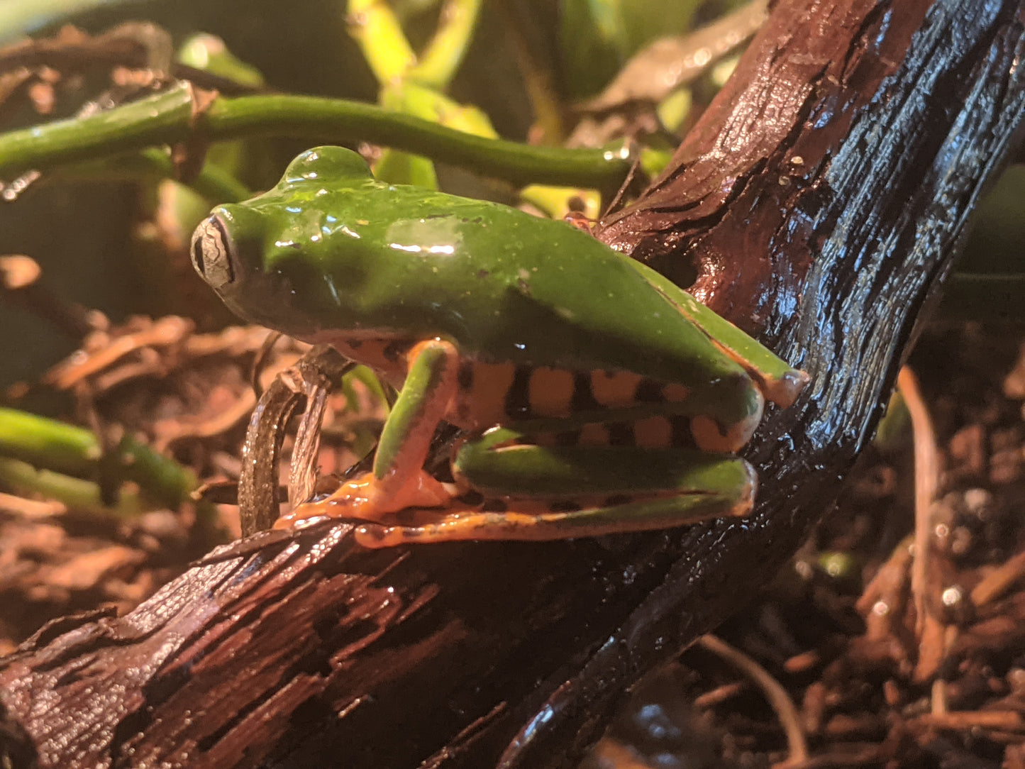 "Super" Tiger-Leg Monkey Tree Frog