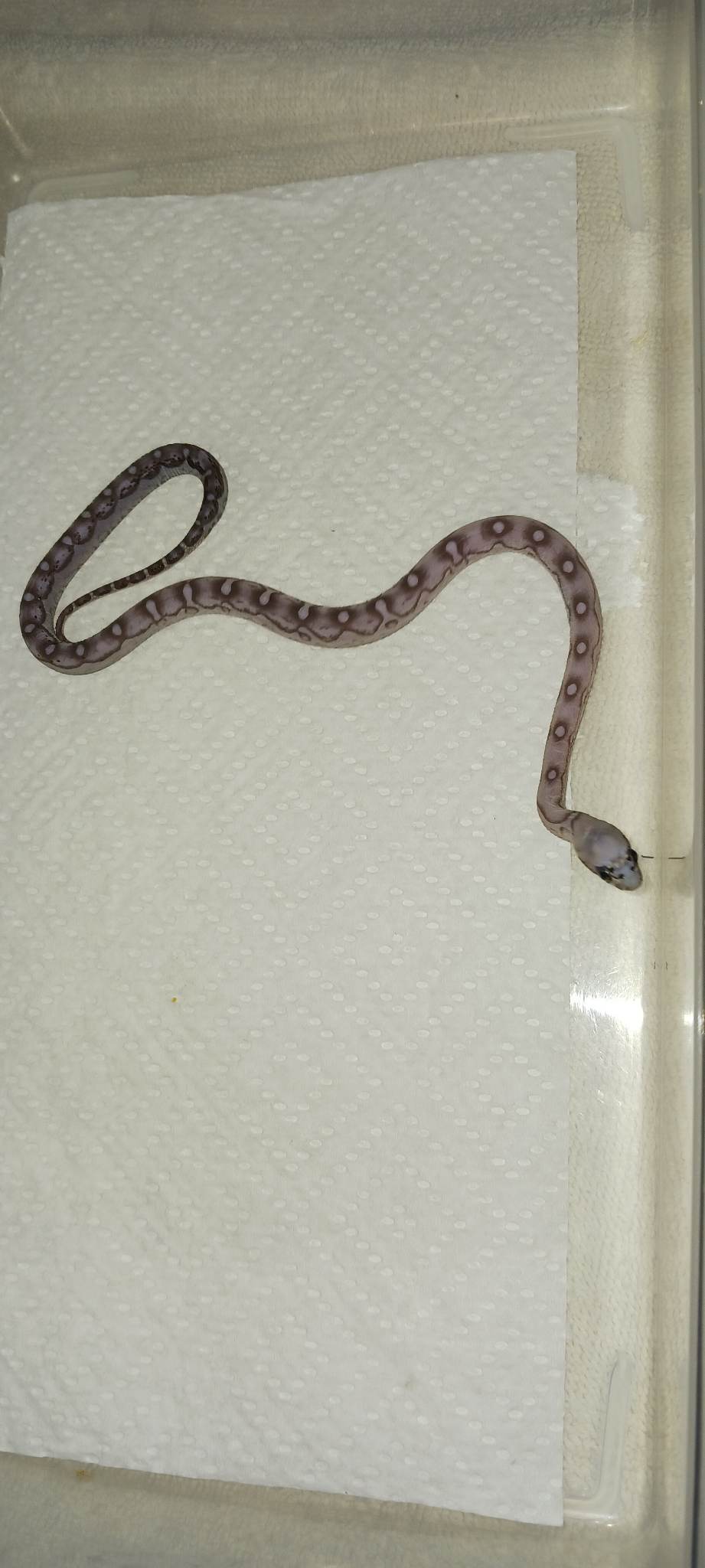 Male Scaleless Anerythristic Cornsnake