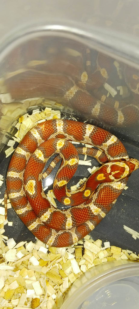 Cornsnake (Ultra Amelanistic)
