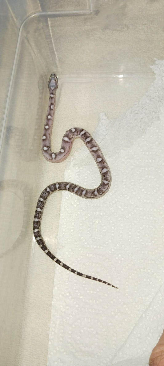 Male Scaleless Anerythristic Cornsnake